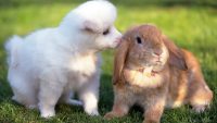 Можно ли есть корейскую собаку?