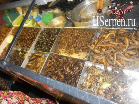 Жареные кузнечики, личинки и прочая экзотика