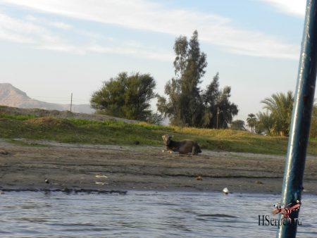 Великая река Нил в Луксоре