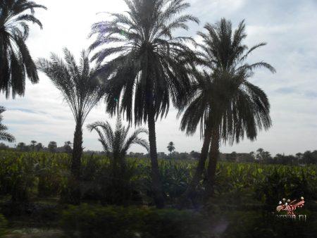 Поездка по Луксору в январе 2013