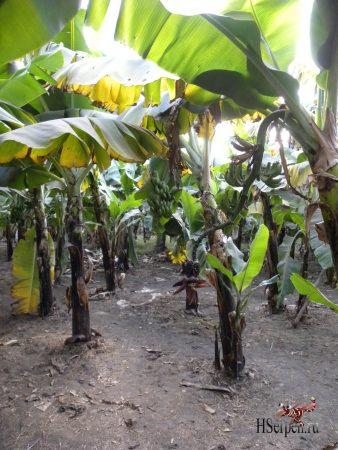 Поездка по Луксору в январе 2013