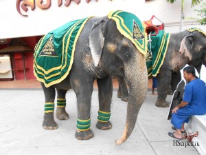 Бережное отношение к слонам в Таиланде