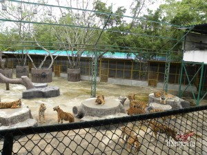 Охота на тигров в Sriracha Tiger Zoo Охота на тигров в Sriracha Tiger Zoo