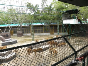 Охота на тигров в Sriracha Tiger Zoo Охота на тигров в Sriracha Tiger Zoo
