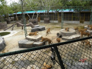 Охота на тигров в Sriracha Tiger Zoo Охота на тигров в Sriracha Tiger Zoo