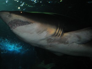 Отзыв об отдыхе в Бангкоке и Паттайе, Таиланд. Сентябрь 2009