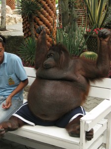 Отзыв об отдыхе в Бангкоке и Паттайе, Таиланд. Сентябрь 2009