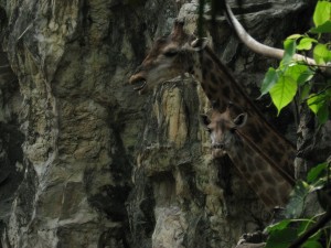 Отзыв об отдыхе в Бангкоке и Паттайе, Таиланд. Сентябрь 2009