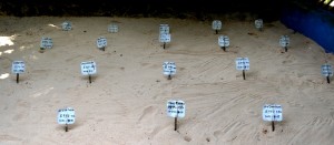 Живая Шри-Ланка: Черепаховые фермы Живая Шри-Ланка: Черепаховые фермы