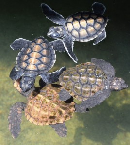 Живая Шри-Ланка: Черепаховые фермы Живая Шри-Ланка: Черепаховые фермы