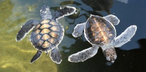 Живая Шри-Ланка: Черепаховые фермы Живая Шри-Ланка: Черепаховые фермы