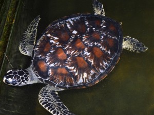 Живая Шри-Ланка: Черепаховые фермы Живая Шри-Ланка: Черепаховые фермы