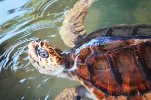 Живая Шри-Ланка: Черепаховые фермы Живая Шри-Ланка: Черепаховые фермы