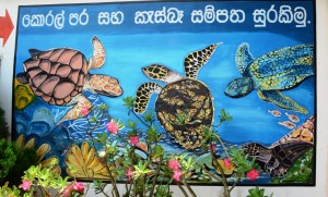 Живая Шри-Ланка: Черепаховые фермы Живая Шри-Ланка: Черепаховые фермы