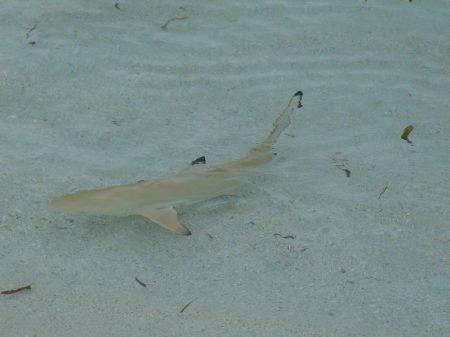 Отдых на Мальдивах в октябре 2013