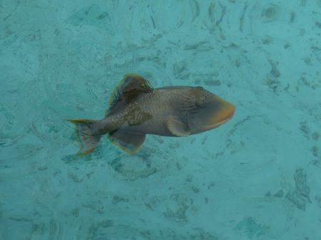 Отдых на Мальдивах в октябре 2013