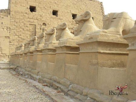 Дикая красота Египта Дикая красота Египта