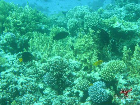 Дикая красота Египта Дикая красота Египта