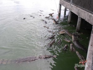 Съесть крокодила в кафе Паттайи Съесть крокодила в кафе Паттайи