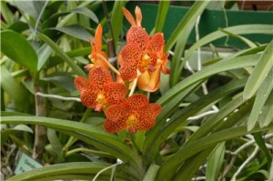 Путешествие на Шри-Ланку, ноябрь 2013, часть 2