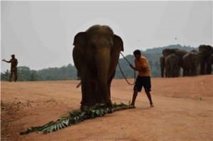 Путешествие на Шри-Ланку, ноябрь 2013 Путешествие на Шри-Ланку, ноябрь 2013