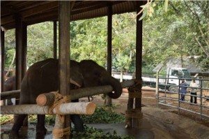 Путешествие на Шри-Ланку, ноябрь 2013 Путешествие на Шри-Ланку, ноябрь 2013