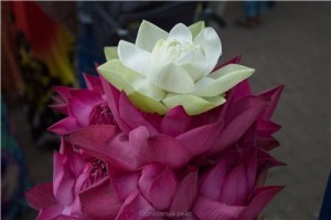 Путешествие на Шри-Ланку, ноябрь 2013, часть 2