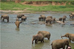 Путешествие на Шри-Ланку, ноябрь 2013 Путешествие на Шри-Ланку, ноябрь 2013