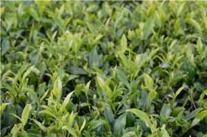 Путешествие на Шри-Ланку, ноябрь 2013, часть 2