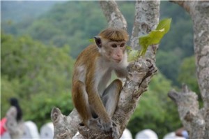 Путешествие на Шри-Ланку, ноябрь 2013 Путешествие на Шри-Ланку, ноябрь 2013