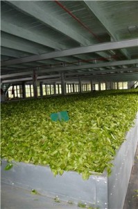 Путешествие на Шри-Ланку, ноябрь 2013, часть 2