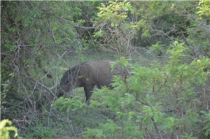 Путешествие на Шри-Ланку, ноябрь 2013, часть 2