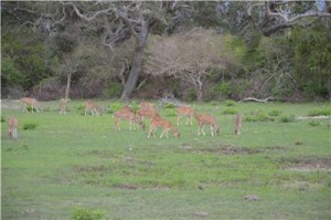 Путешествие на Шри-Ланку, ноябрь 2013, часть 2