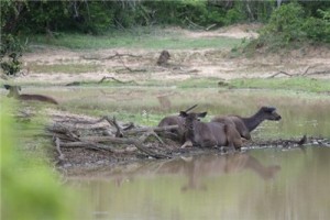 Путешествие на Шри-Ланку, ноябрь 2013, часть 2
