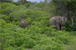 Путешествие на Шри-Ланку, ноябрь 2013, часть 2