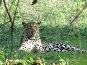 Путешествие на Шри-Ланку, ноябрь 2013, часть 2