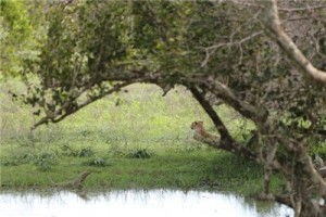 Путешествие на Шри-Ланку, ноябрь 2013, часть 2