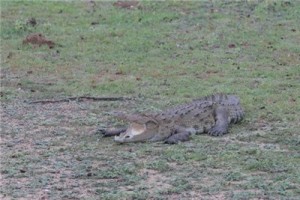 Путешествие на Шри-Ланку, ноябрь 2013, часть 2