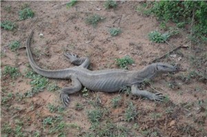 Путешествие на Шри-Ланку, ноябрь 2013, часть 2