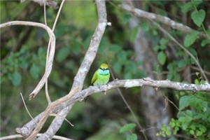 Путешествие на Шри-Ланку, ноябрь 2013, часть 2