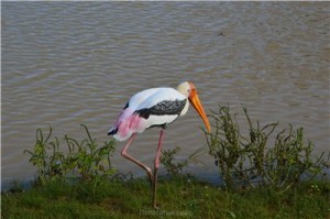 Путешествие на Шри-Ланку, ноябрь 2013, часть 2