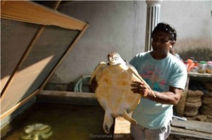 Путешествие на Шри-Ланку, ноябрь 2013, часть 2