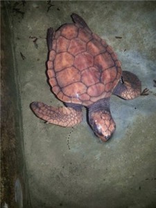 Путешествие на Шри-Ланку, ноябрь 2013, часть 2