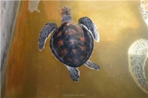 Путешествие на Шри-Ланку, ноябрь 2013, часть 2