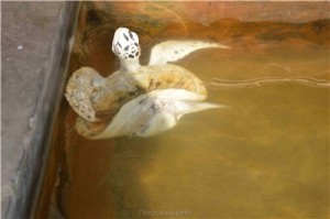 Путешествие на Шри-Ланку, ноябрь 2013, часть 2