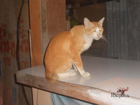 Тайцы и их кошки: почему кошка гуляет без хвоста?