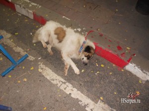 Тайцы и их собаки: гладить запрещено! Тайцы и их собаки: гладить запрещено!