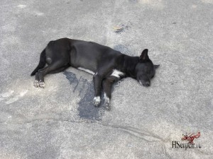 Тайцы и их собаки: гладить запрещено! Тайцы и их собаки: гладить запрещено!