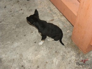 Тайцы и их собаки: гладить запрещено! Тайцы и их собаки: гладить запрещено!