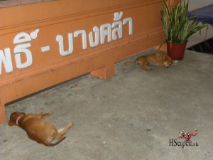 Тайцы и их собаки: гладить запрещено! Тайцы и их собаки: гладить запрещено!